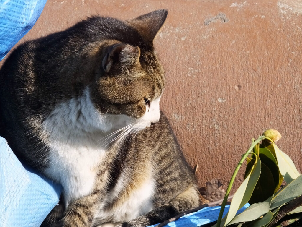 神社　ねこ　小野輝崎神社　入谷